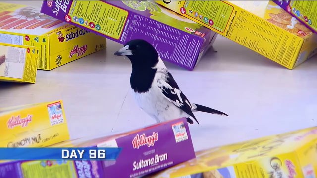 146-Big Brother Australia Season 06, Day 97a,Daily Show,Friday, 28 July 2006