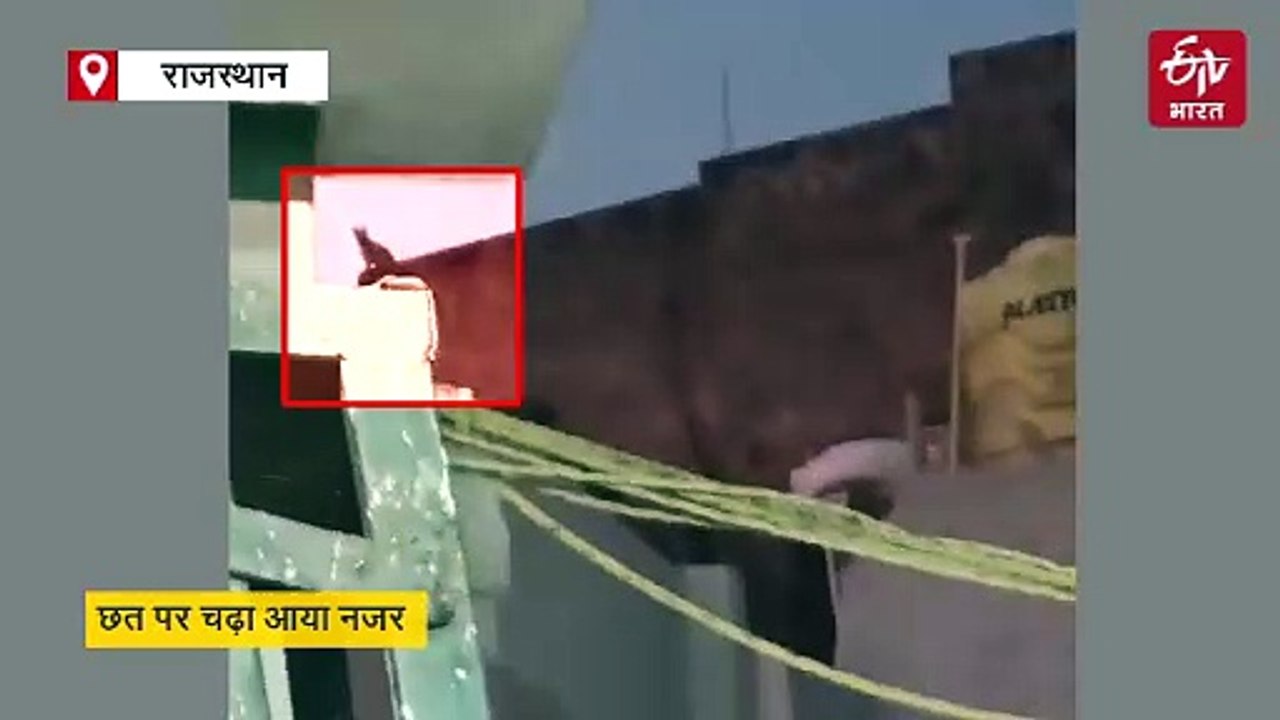 सलूंबर में आबादी क्षेत्र में पहुंचा लेपर्ड, छत पर चढ़ा आया नजर, लोगों में दहशत