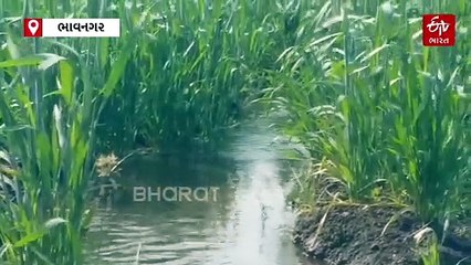 ભાવનગર: શેત્રુંજી ડેમમાંથી ડાબા જમણા કાંઠાની કેનાલમાં મળ્યું પાણી, ખેડૂતોએ શું કહ્યું જાણો