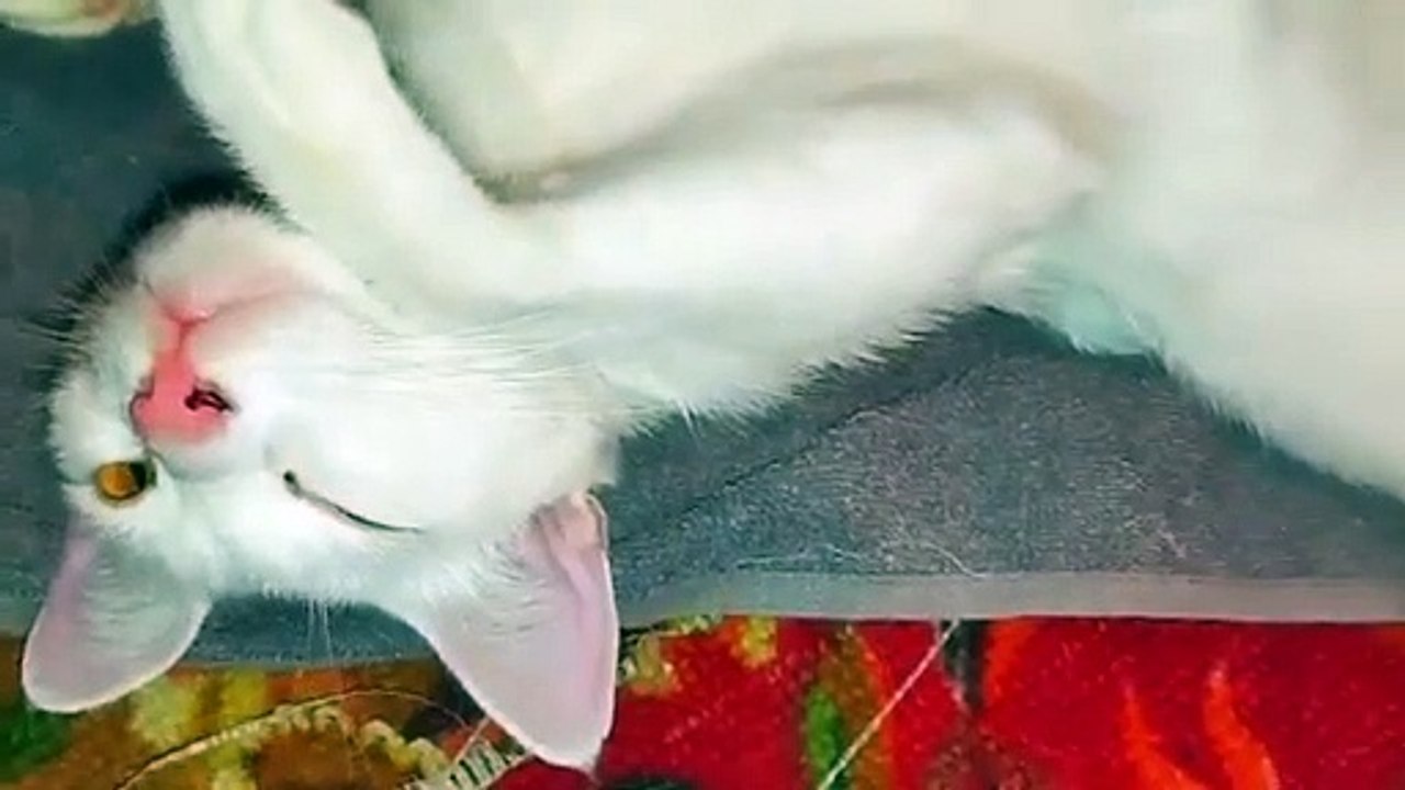 Look at the cute white cat sleeping
