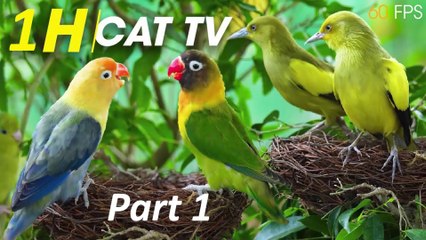 Cats’ Favorite Entertainment - Nature’s Best Entertainment For Your Feline Friends Part 1