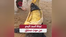 نجاة أسد البحر من موت محقق