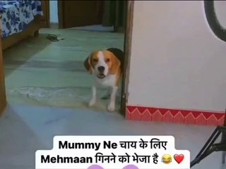 Dog memes, funny animals,#dogsmem