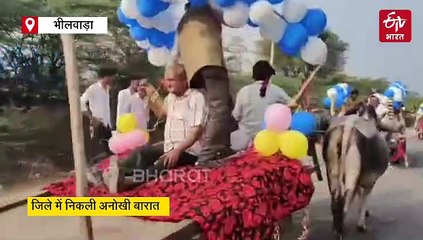 महंगी कार या घोड़ा-बग्घी नहीं, सजी-धजी बैलगाड़ियों में बारात लेकर पहुंचा दूल्हा