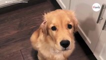 Dieser Golden Retriever verwandelt sich, wenn es Zeit zum Essen ist: 225.000 Menschen strahlen (Video)