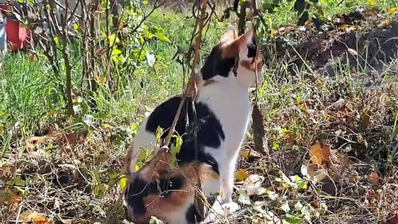 Cute Pregnant Stray Cat. I Love This Cat So Much.