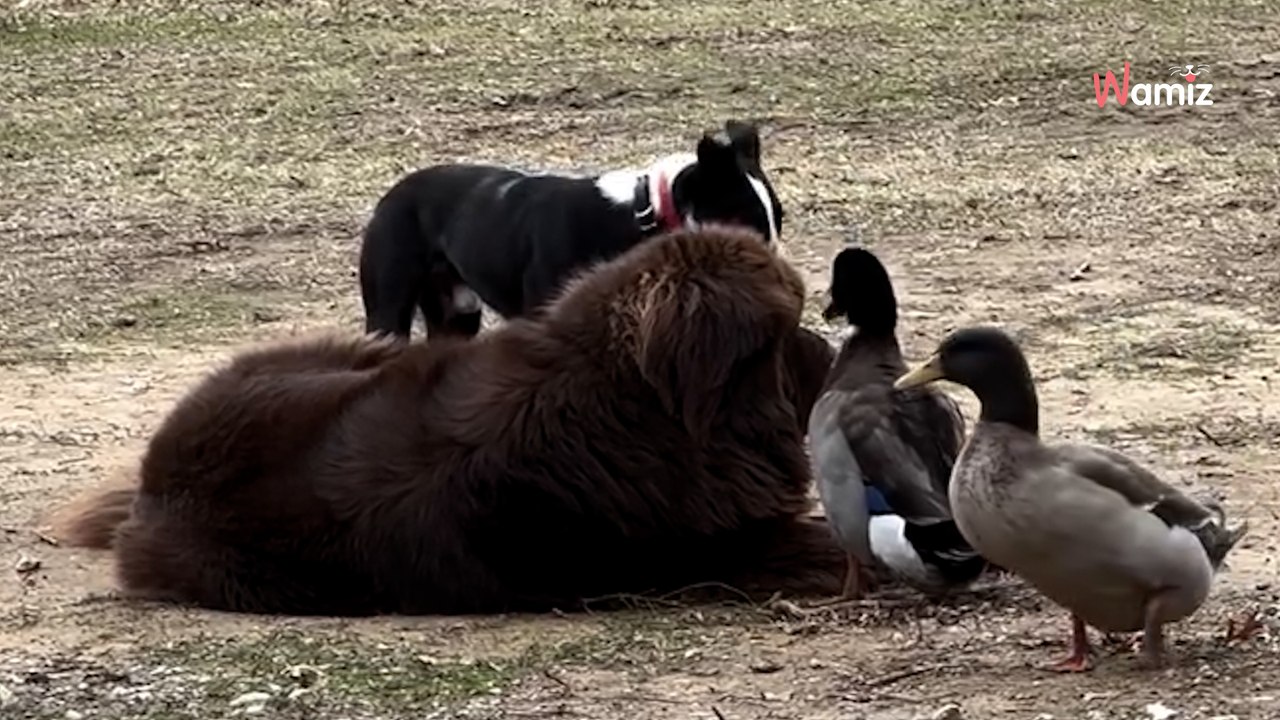 61.000 Menschen schauen sich das Video immer wieder an: Die beste Freundin dieses Neufundländers ist besonders