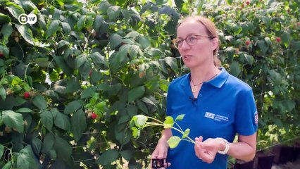 Superfood berries - Regional v. import | DW Documentary