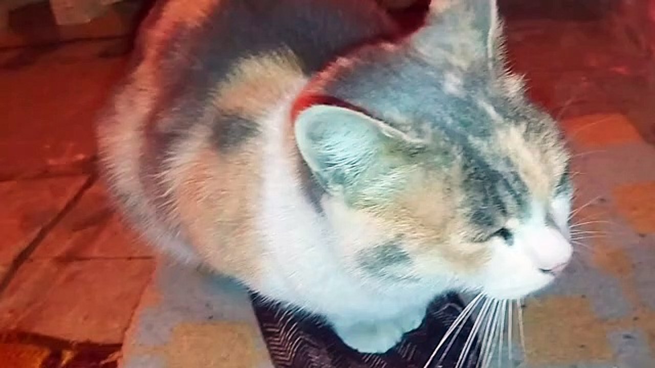 Cute Cats 🥰 Cute house cats and street cats.