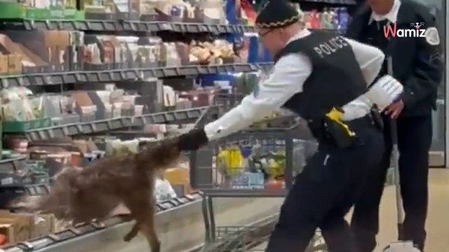 Spektakuläre Bilder bei Aldi: Plötzlich springt ein riesiges Tier aus dem Regal