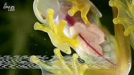 These Glass Frogs Can Actually Turn Invisible!