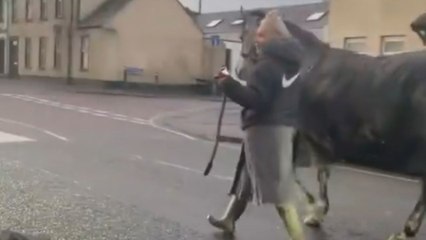 Little girl gets the horse she's been caring for as a Christmas present