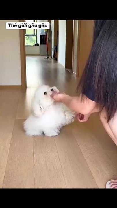 When I raised a dog
