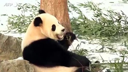 I panda giganti Bao Li e Qing Bao fanno il loro debutto allo zoo di Washington