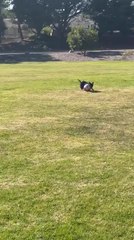 Dog Plays With Basketball