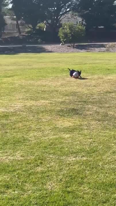 Dog Plays With Basketball
