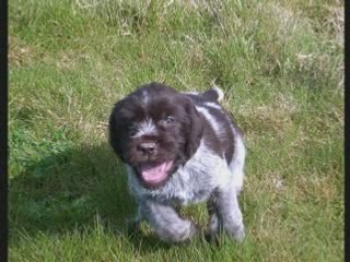 Détente chiots Korthals_0001