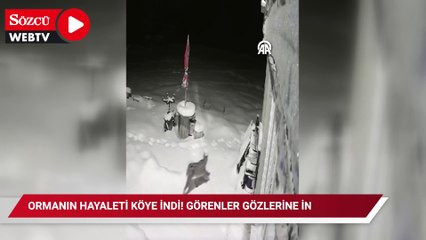 Ormanın hayaleti köye indi! Görenler gözlerine inanamadı