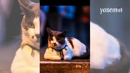 Fotoğrafçıya poz veren kedi! "Aynı modeller gibi"