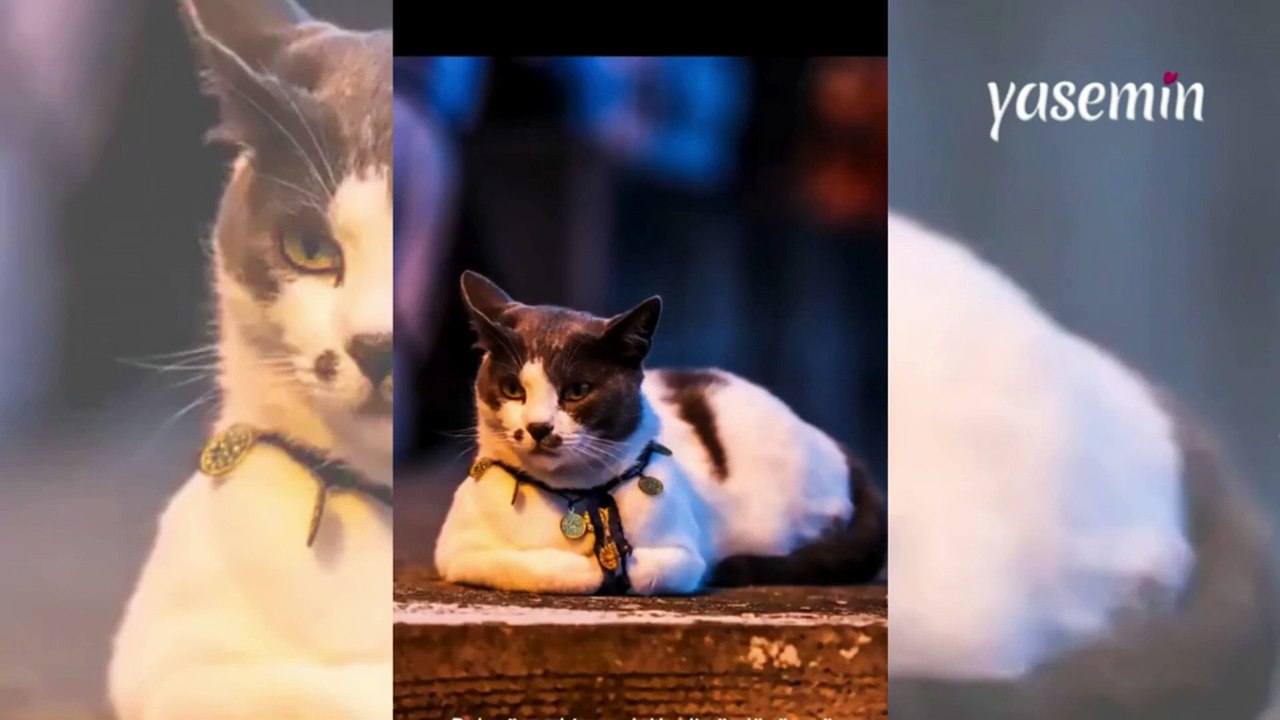 Fotoğrafçıya poz veren kedi! "Aynı modeller gibi"