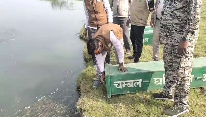 चंबल को गुलजार करेंगे घड़ियाल, बत्तीस शावक चंबल नदी में किये रिलीज, 13 जनवरी को छोड़े गए थे 25 घड़ियाल शावक, घड़ियाल प्रजाति का बढ़ रहा कुनबा, 2512 हुई संख्या, जलीय जीव प्रेमियों में खुशी की लहर