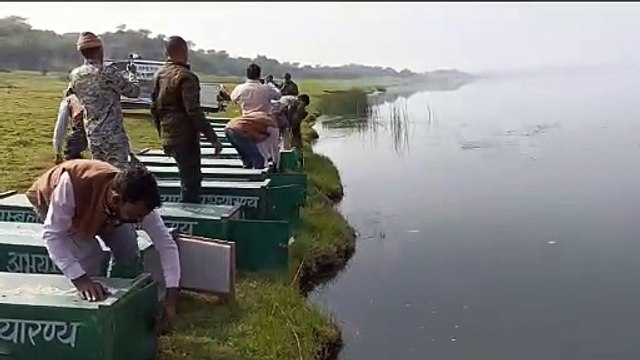 चंबल को गुलजार करेंगे घड़ियाल, बत्तीस शावक चंबल नदी में किये रिलीज, 13 जनवरी को छोड़े गए थे 25 घड़ियाल शावक, घड़ियाल प्रजाति का बढ़ रहा कुनबा, 2512 हुई संख्या, जलीय जीव प्रेमियों में खुशी की लहर