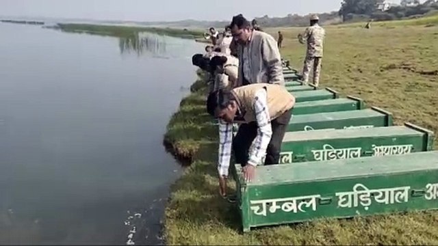 चंबल को गुलजार करेंगे घड़ियाल, बत्तीस शावक चंबल नदी में किये रिलीज, 13 जनवरी को छोड़े गए थे 25 घड़ियाल शावक, घड़ियाल प्रजाति का बढ़ रहा कुनबा, 2512 हुई संख्या, जलीय जीव प्रेमियों में खुशी की लहर