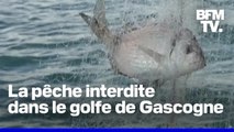 Comme en 2024, la pêche est interdite dans le golfe de Gascogne jusqu'au 20 février