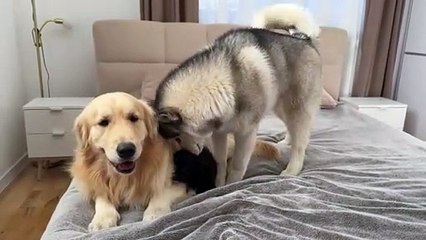 Golden Retriever Shows Husky the Gentle Approach to a Terrified Puppy (Cutest Ever!!)