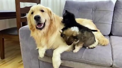 Golden Retriever Shocked by Puppies' Behavior [THE BEST REACTION EVER]