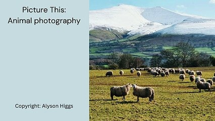 Picture This: Animal photography