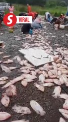 Car crash turns into seafood grabfest on overturned lorry
