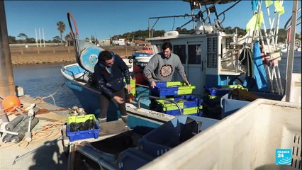 France's Bay of Biscay fishing ban aims to save dolphins