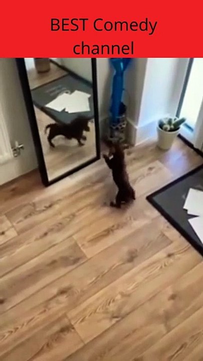 The dog was afraid to see himself in front of the mirror🐕🐕😂😂😂🤣🤣😂😂😂🤣🤣😂🤣😂🤣Funny video #shorts