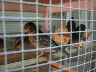 Noirs onyx blanc et jaune