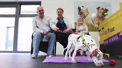 Welcome To Dog School ｜ Dogs Trust Dog School