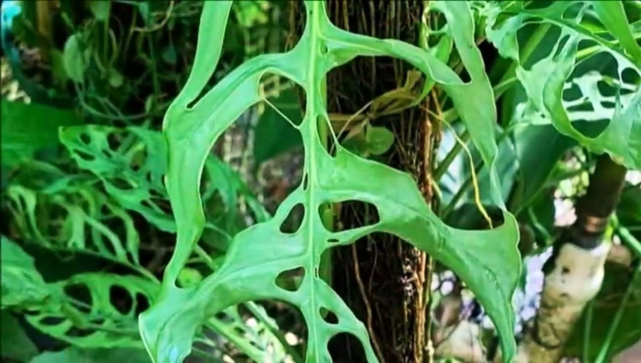 Monstera