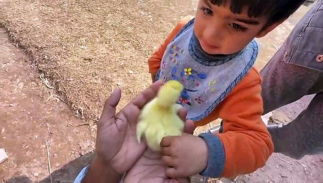 shehar mein dehat ep 134 2025 animal mini zoo Turab Ko Police Ny Arrest kr Lya or Jaggo Bhi Le Gaiy