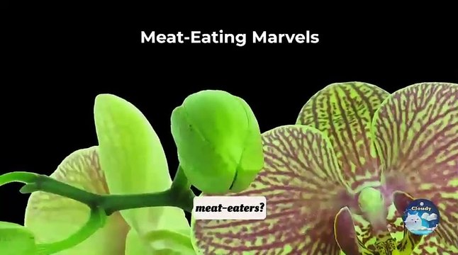 Why do some plants eat insects?