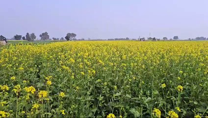 कलवाड़ी और हसनपुर गांव में तेंदुए जैसे जानवर की दहशत, वन्यजीव विभाग की खोजबीन बेनतीजा।