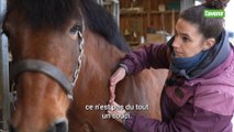 Fernelmont: Emeline Colmant, masseuse pour chevaux