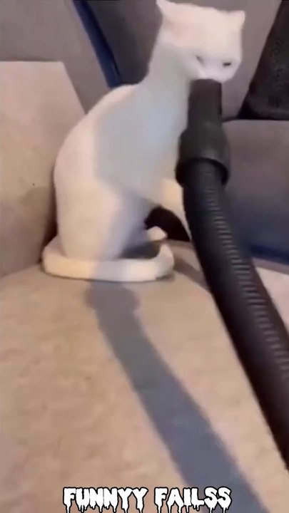 MOMEN FUNNY ANIMALS