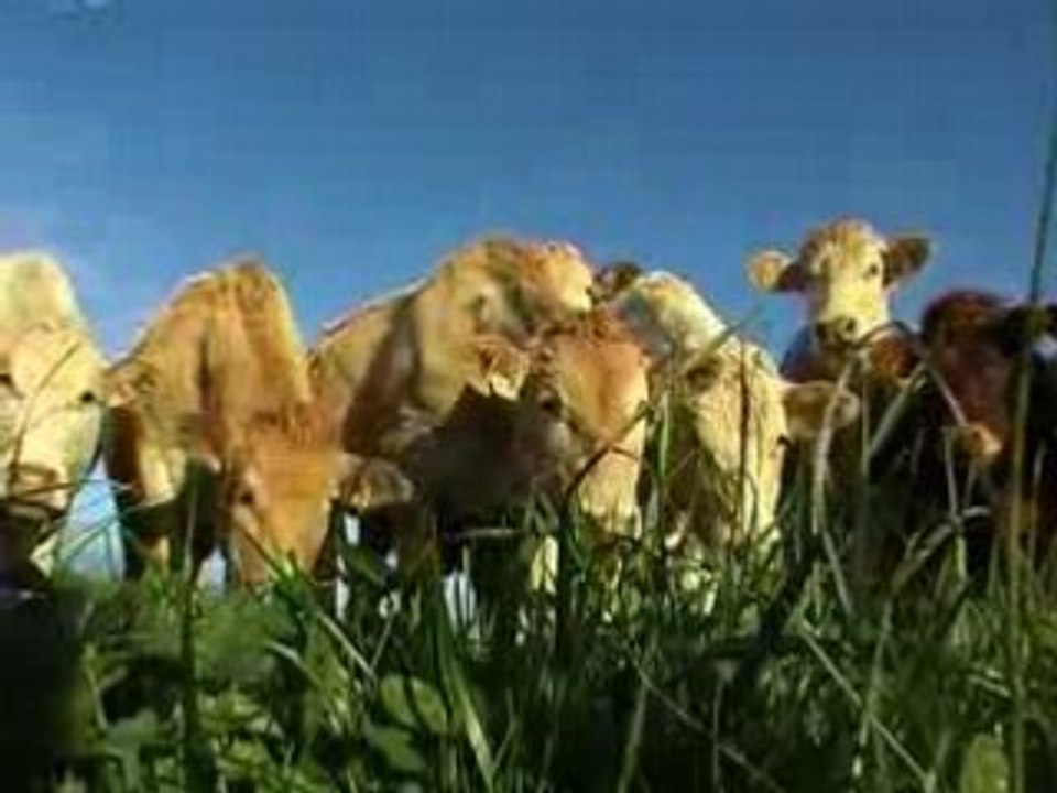 Archos vache