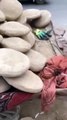 A traditional method called (kangina) for storing grape for up to 6 months the grapes are placed in clay pots and covered and are always fresh Still used in some parts of Afghanistan