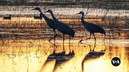 Bird Migration Shifts in the Southwest United States