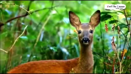 Qissa Hirni by Alam Lohar Sufi Song