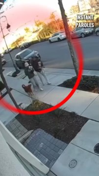 Ces chiens apportent les courriers perdus par leurs propriétaires