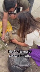 La impresionante transformación de un perro adoptado en 10 días