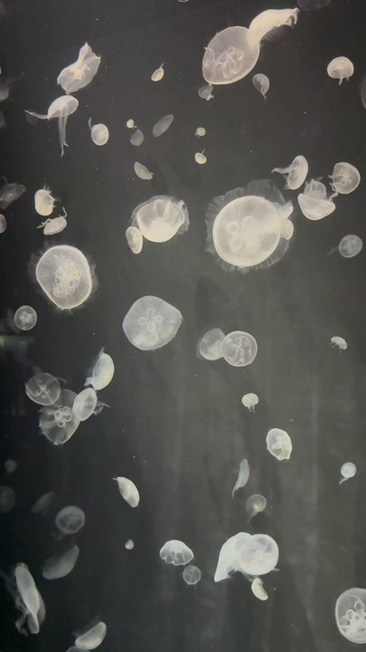 jellyfish