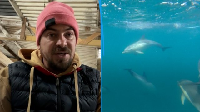 Pêche interdite pendant un mois : Romain réclame d'autres solutions pour protéger les dauphins